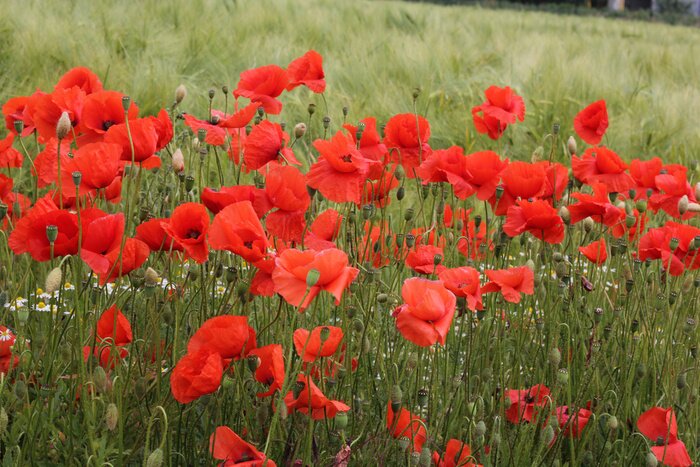 Fotobehang Groen gras en klaprozen