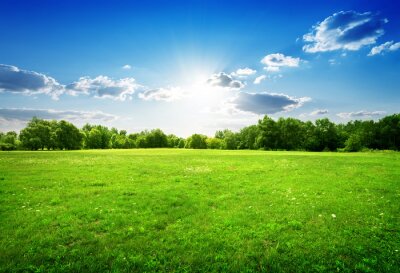 Fotobehang Groen gras in de zon