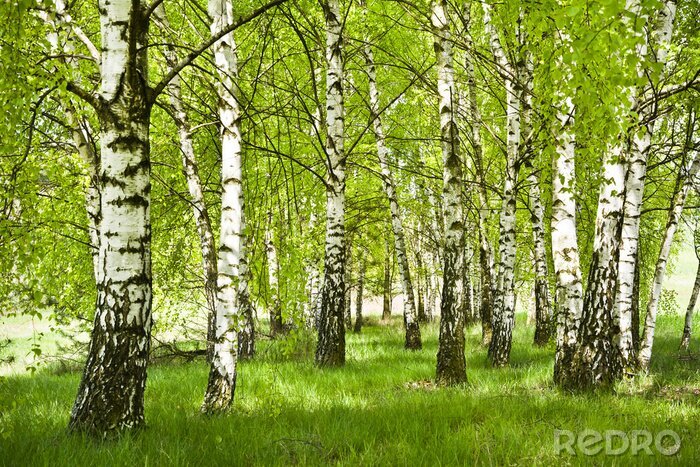 Fotobehang Groen gras in het berkenbos