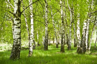 Fotobehang Groen gras in het berkenbos