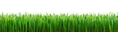 Fotobehang Groen gras op een witte achtergrond