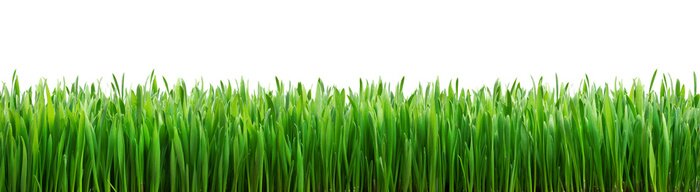 Fotobehang Groen gras op een witte achtergrond