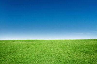 Fotobehang Groen gras tegen de lucht
