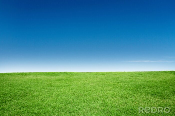 Fotobehang Groen gras tegen de lucht
