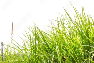 Fotobehang Groen gras tegen een heldere lucht