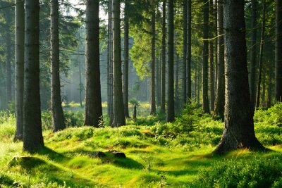 Fotobehang Groen kreupelhout en boomstammen