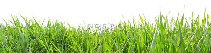 Fotobehang Groen laag gras op een witte achtergrond