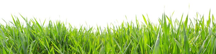 Fotobehang Groen laag gras op een witte achtergrond