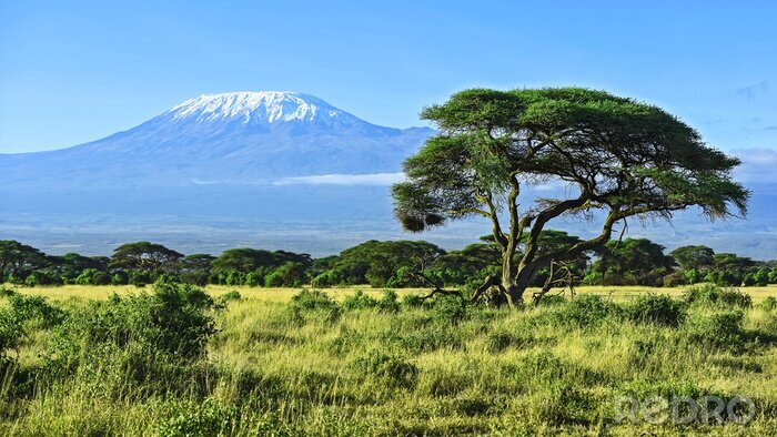 Fotobehang Groen landschap met de Kilimanjaro op de achtergrond.