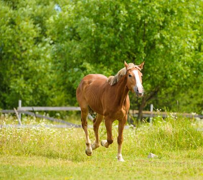 Fotobehang Groen landschap met een paard
