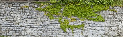 Fotobehang Groen mos op grijze muur