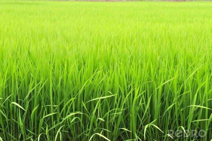 Fotobehang Groen rijstveld en natuur