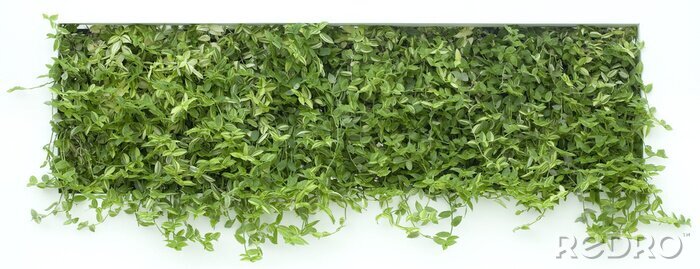 Fotobehang Groen tapijt met planten