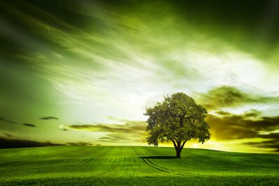 Fotobehang Groen thema met een boom
