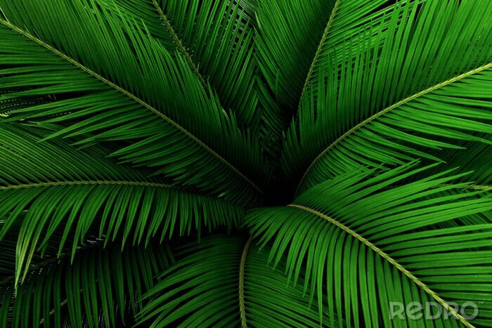 Fotobehang Groen tropisch blad