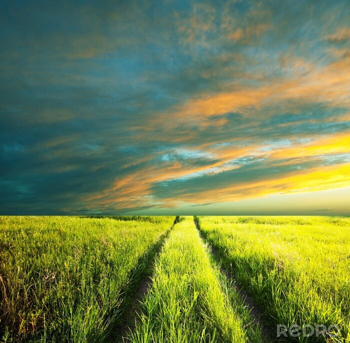 Fotobehang Groen veld en bewolkte hemel