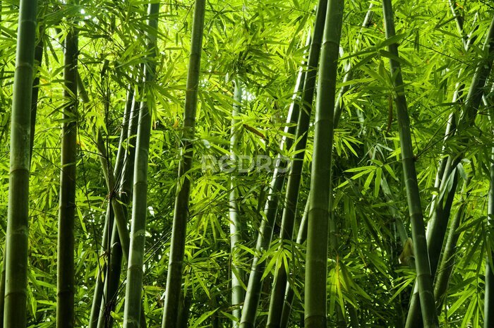 Fotobehang Groene bamboe stammen