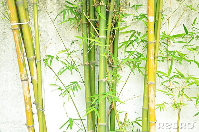 Fotobehang Groene bamboe tegen de muur