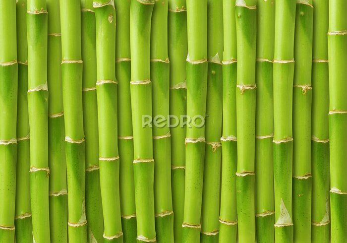 Fotobehang Groene bamboescheuten