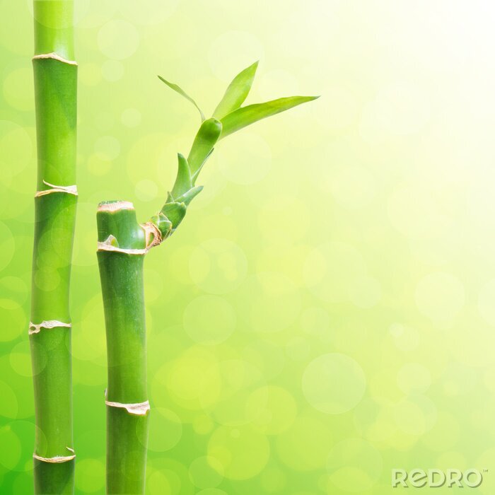 Fotobehang Groene bamboescheuten op een de achtergrond