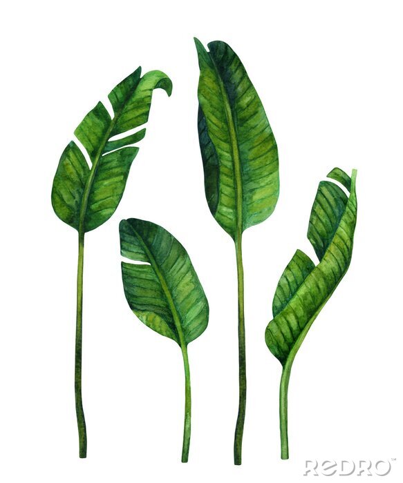 Fotobehang Groene bananenbladeren groter en kleiner