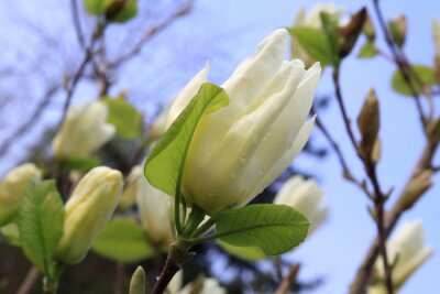 Fotobehang Groene bladeren en een witte magnolia
