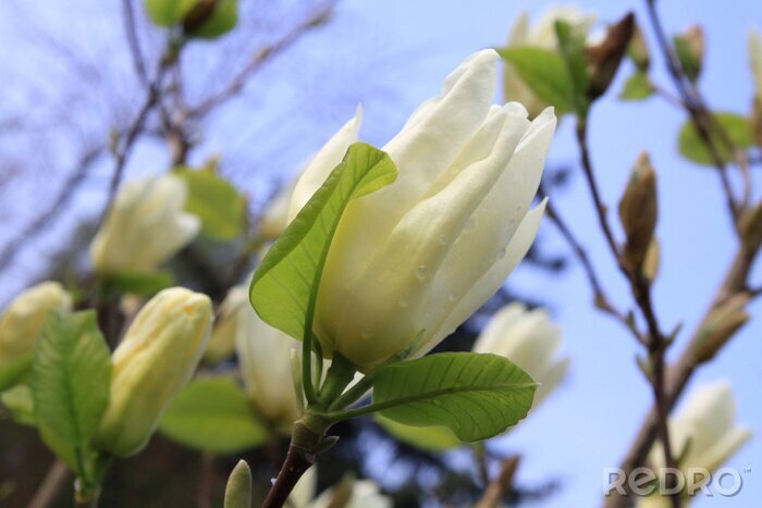 Fotobehang Groene bladeren en een witte magnolia