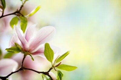 Fotobehang Groene bladeren en magnolia's