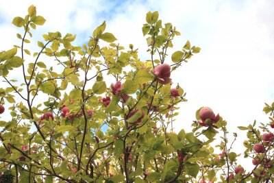 Fotobehang Groene bladeren en roze magnolia