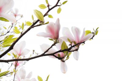 Fotobehang Groene bladeren en witte magnolia's