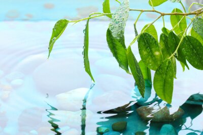 Fotobehang Groene bladeren met reflectie in het water