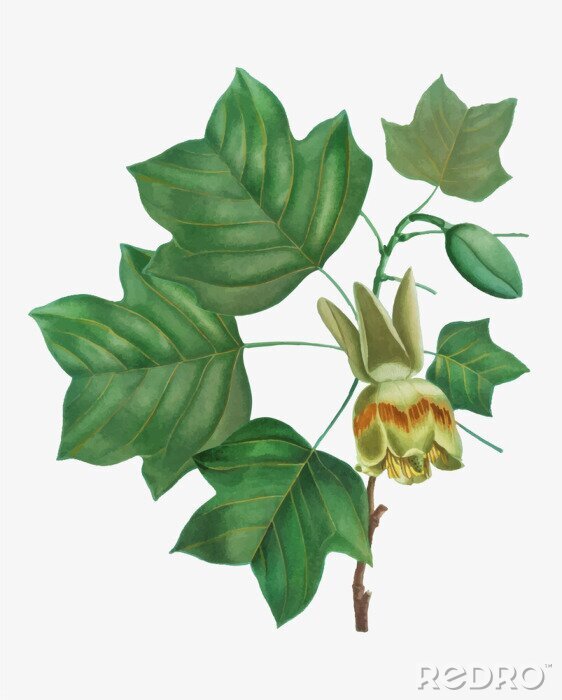 Fotobehang Groene bladeren op een tak van de tulpenboom