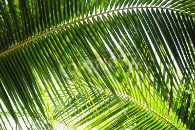 Fotobehang Groene bladeren uit de tropen