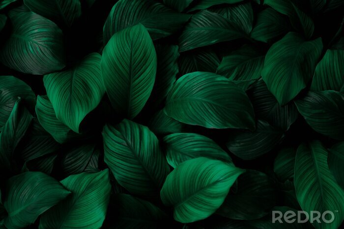 Fotobehang Groene bladeren van Spathiphyllum cannifolium