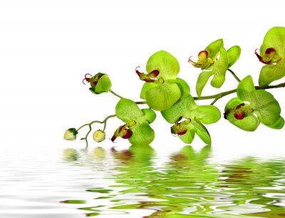 Fotobehang Groene bloem in water