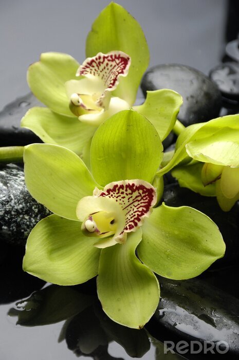 Fotobehang Groene bloemen en stenen