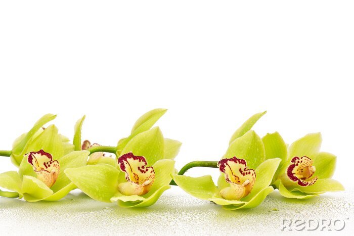 Fotobehang Groene bloemen van snijorchideeën