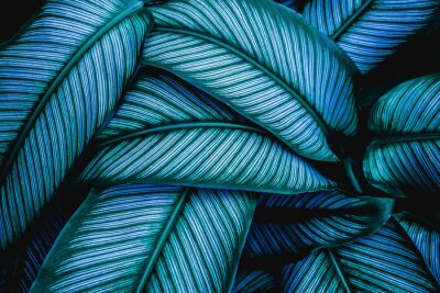Fotobehang Groene en blauwe bladeren