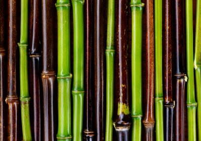 Fotobehang Groene en bruine bamboestengels