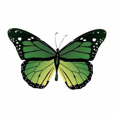 Fotobehang Groene grafische vlinder