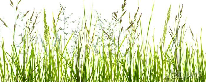 Fotobehang Groene grassprieten