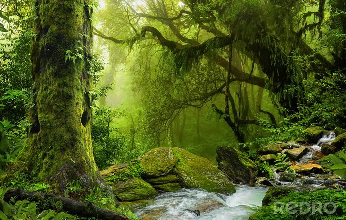 Fotobehang Groene jungle en een beek