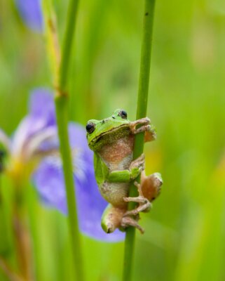 Fotobehang Groene kikker die zich vastklampt aan het gras