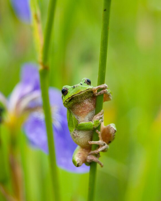 Fotobehang Groene kikker die zich vastklampt aan het gras