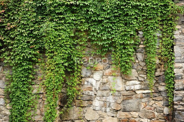 Fotobehang Groene klimop
