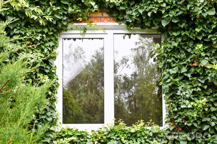 Fotobehang groene klimop rond nieuwe kunststof venster