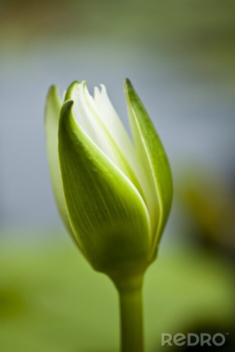 Fotobehang Groene knop