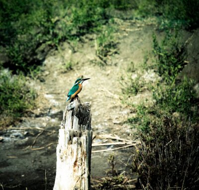 Fotobehang Groene kolibrie op een boom