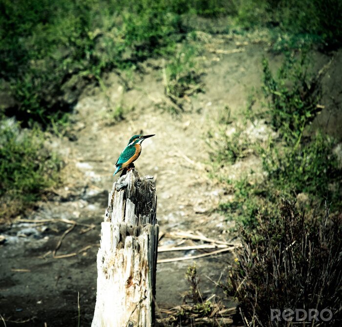 Fotobehang Groene kolibrie op een boom