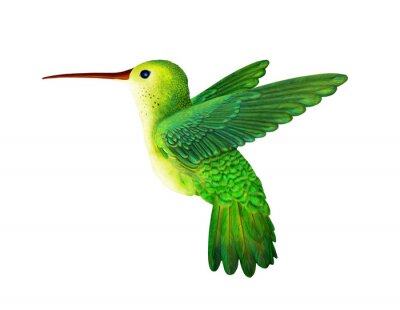 Fotobehang Groene kolibrie op een heldere achtergrond